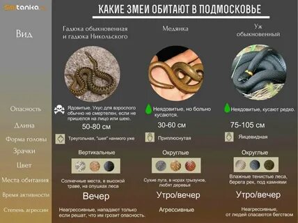 Карта гадюки