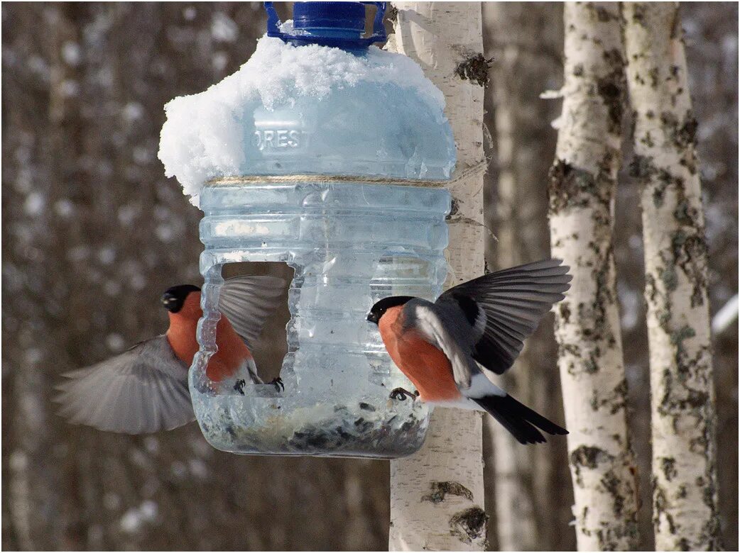 накормите птиц снегирь. снегирь в руках. что любят снегири зимой в кормушках.