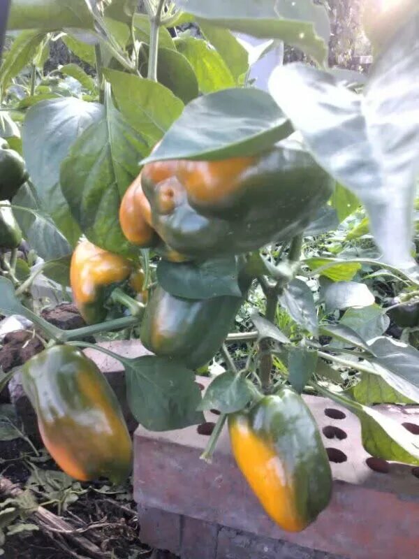 Перец сладкий король севера. Перец король севера. Семена морошка аэлита. Перец болгарский король севера пакет семена. Перец сладкий медовый аэлита семена.