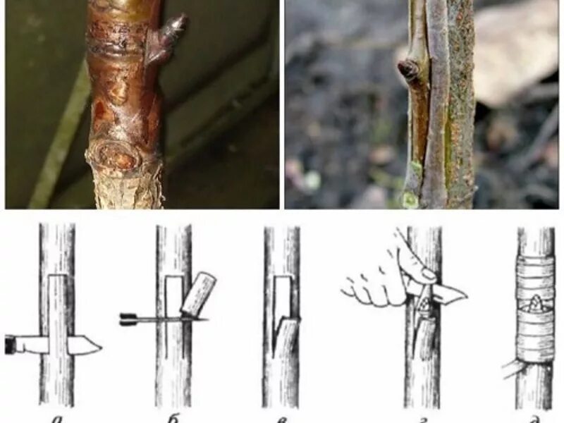 Как правильно сделать прививку на яблоне. Прививка яблони окулировкой. Окулировка яблони глазком. Окулировка саженцев яблони. Окулировка яблони весной.