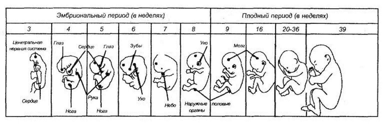 На какой неделе формируется. Схема внутриутробного развития плода. Стадии внутриутробного развития схема. Эмбриональный период развития плода и срок беременности. Формирование органов у плода по неделям таблица беременности.