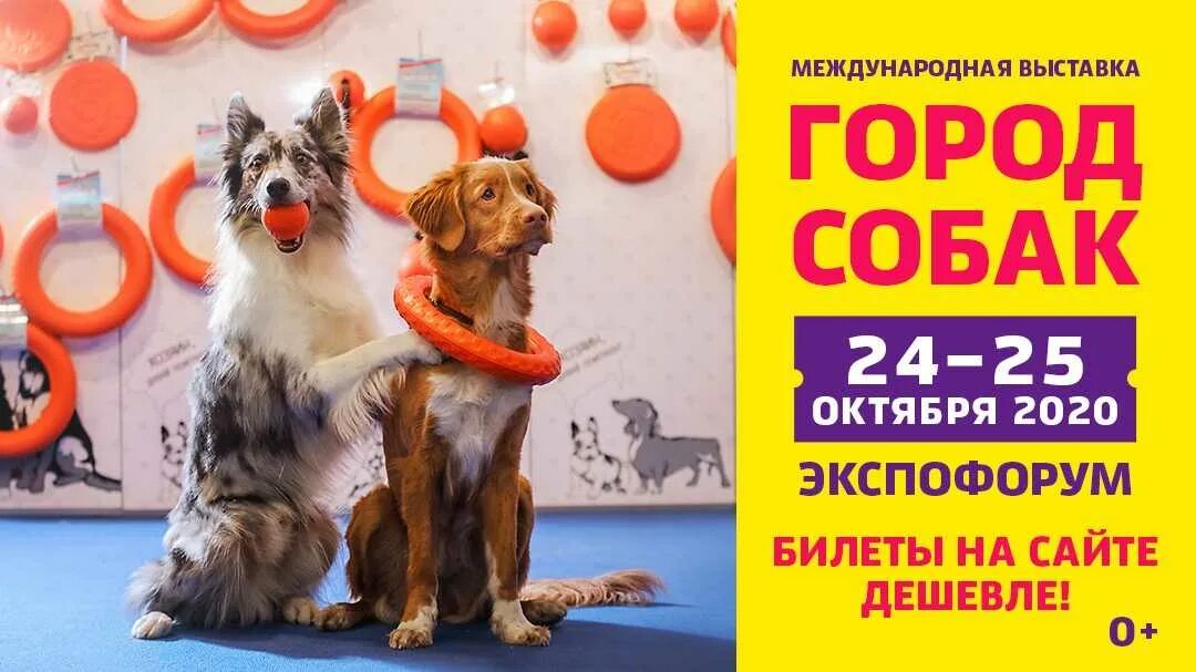 Город собак ЭКСПОФОРУМ. Выставка город собак. ЭКСПОФОРУМ выставка собак. Выставка город собак в СПБ 2021.