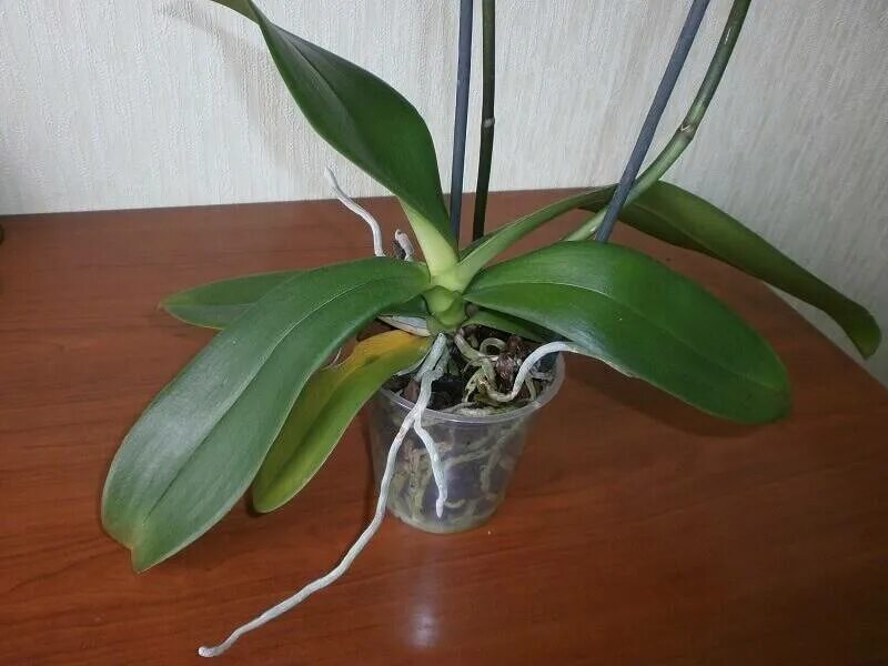 Орхидея отцвела. Фаленопсис отцвел. Цветонос у орхидеи. Цветонос ОТЦВЕТШЕЙ орхидеи. Начала цвести орхидея