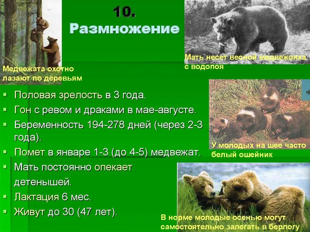 Виды медведей с названиями. Классификация бурого медведя. Семейство медведей представители. Класс медведя биология. Класс медведя биология.