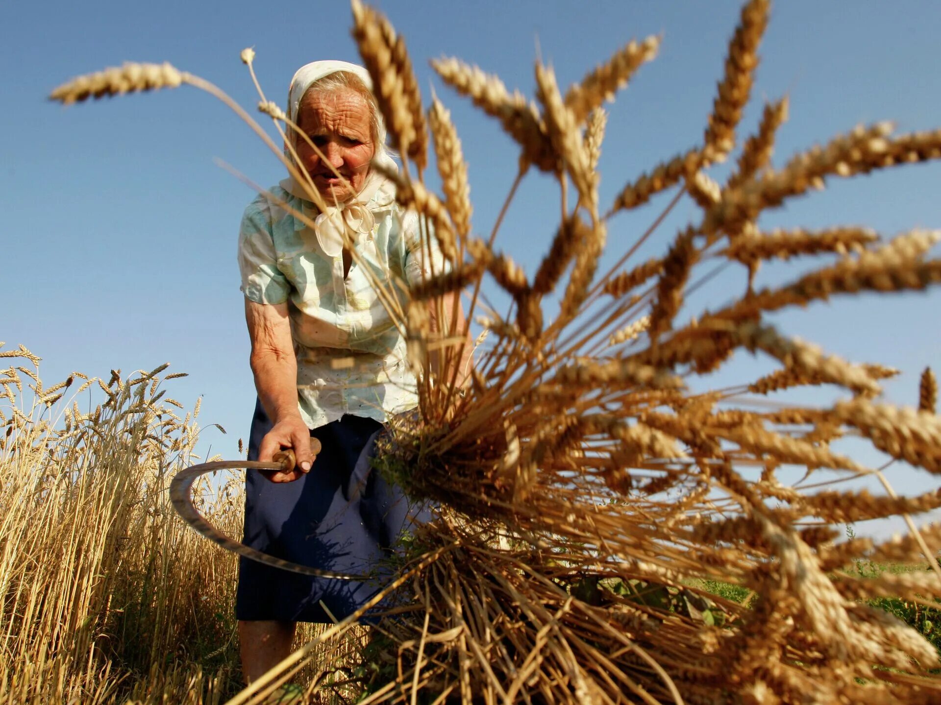 Труженики сельского хозяйства. Девушка в поле с серпом. Пшеница косят. Уборка хлеба серпом. Жито жала