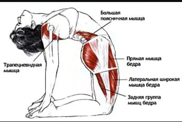 Как растянуть поясничную мышцу