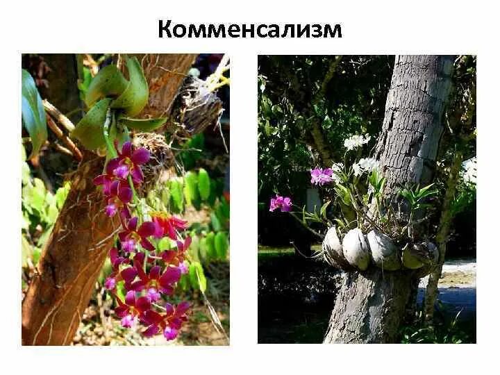 Отношения между деревом и эпифитом. Комменсализм растения Эпифиты. Комменсализм у растений. Комменсализм у орхидей. Дерево и эпифит комменсализм.