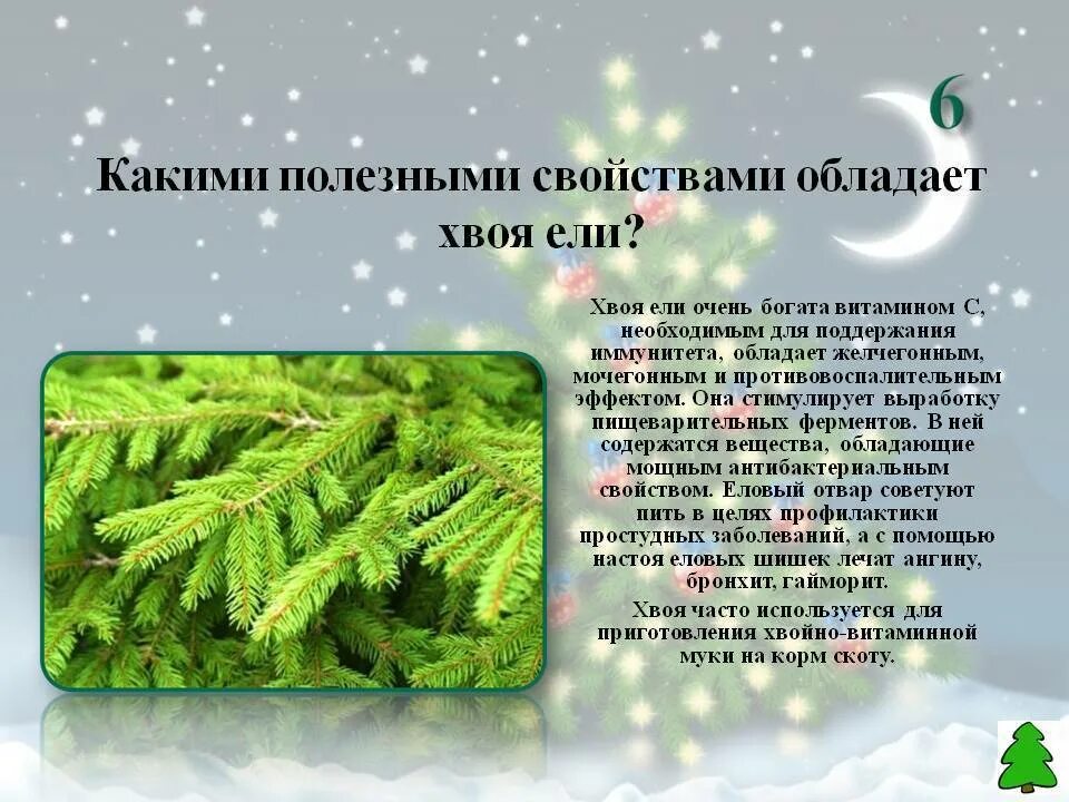 Чем полезна хвоя сосны. Лечебные свойства хвои. Полезные свойства хвои. Чем полезна хвоя ели. Хвойные иглы применение