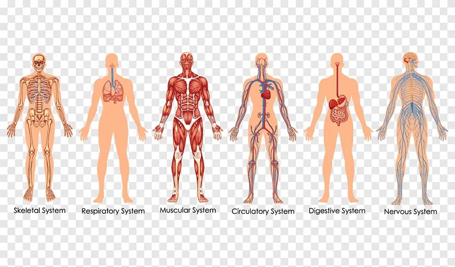 Изображения систем органов человека. Система органов тела человека. Системы органов человека схема. Анатомия тела.
