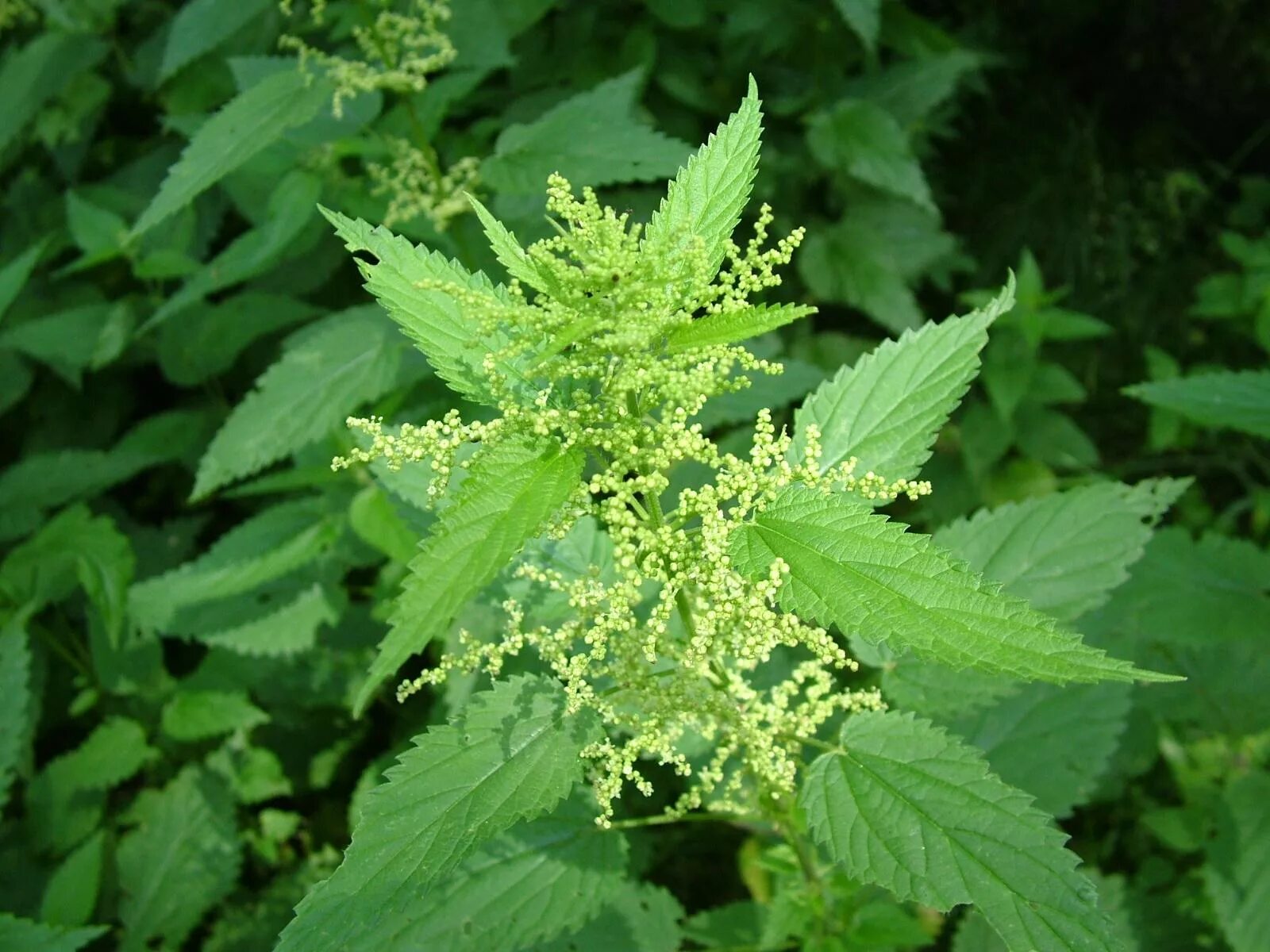 Крапива двудомная. Крапива двудомная (Urtica dioica). Крапива двудомная (Urtica dioica l.). Крапива плосколистная (Urtica platyphylla). Крапива целебные