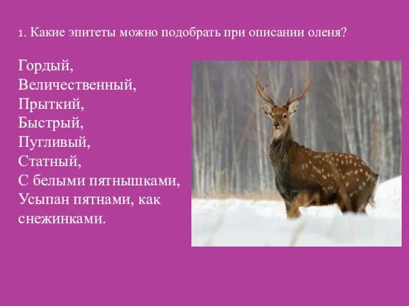 Лось прилагательное. Уссурийский пятнистый олень красная книга. Пятнистый олень красная книга России. Пятнистый олень описание. Описание оленя.