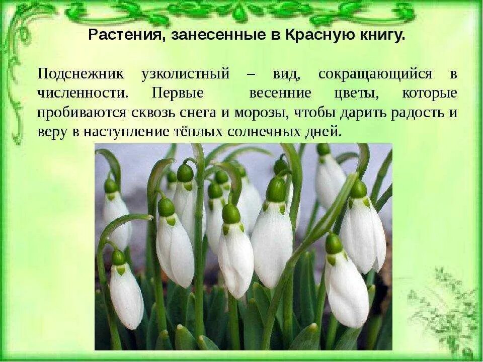 Растения занесенные в красную описание