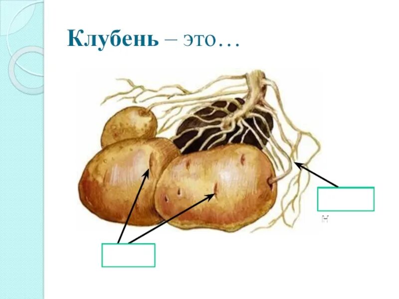 Клубень столон. Строение столона картофеля. Столоны седмичника и клубни картофеля. Строение клубня. Клубень картофеля и ус садовой земляники