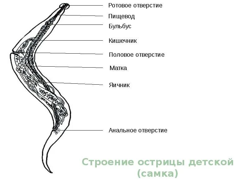 Аскарида задание огэ. Аскарида человеческая строение. строение аскариды. аскарида человеческая схема строения. внутреннее строение аскариды человеческой.
