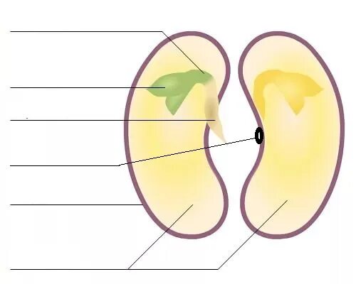 Из семядолей стебелька корешка и почечки. Рисунок строение семян двудольных и однодольных растений. Строение двудольного семени фасоли. Семядоли у двудольных растений. Семя однодольного и двудольного растения рисунок.