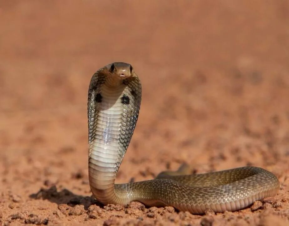 гнездо королевской кобры. очковая змея. 69 прочитайте очковая змея живёт в индии с 39. индийская королевская кобра. змея кобра королевская.