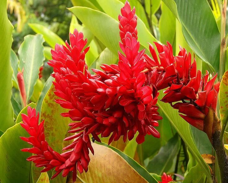 Как выглядит цветок альпиния Berkas:Alpinia purpurata (red ginger).jpg Wikipedia bahasa Indonesia, ensiklop