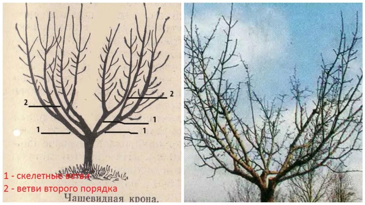 Чашевидная крона яблони. Улучшенная чашевидная формировка яблони. Обрезка чашевидной кроны абрикоса. Крона яблонь формировка. Обрезка абрикоса весной как обрезать дерево правильно