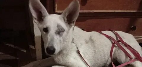 Лишилась с собакой