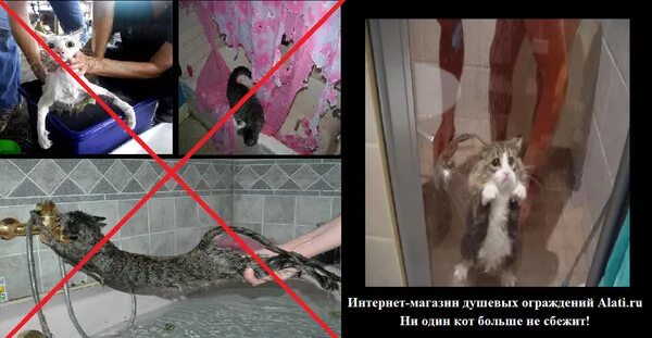 Почему кошки боятся фольги