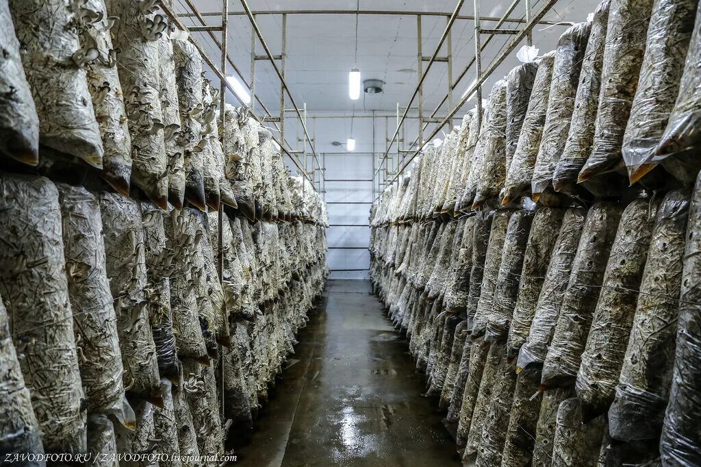 Мицелий вешенок. Грибы вешенка выращивание. Вешенки нк 35. Грибы вешенка выращивание. Технология выращивания вешенки.