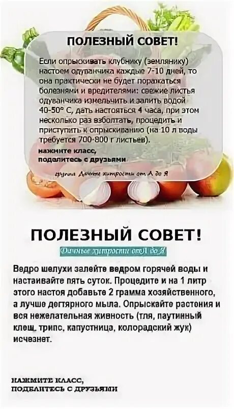 Все про огород и дачу полезные. Сад и огород полезные советы. полезные советы для сада. полезные советы для дачи и огорода. советы садоводов и огородников дачные полезные.