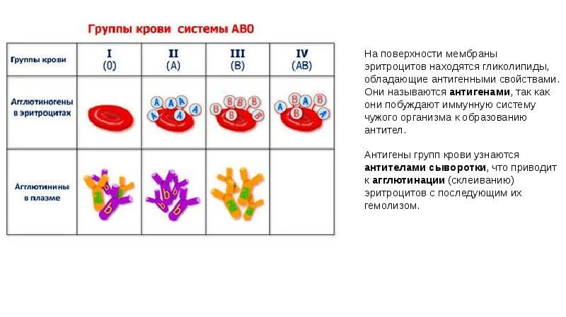 Классификация групп крови по системе ab0.. Группы крови эритроциты. Группа крови. Группы крови объяснение. Группы крови биология егэ