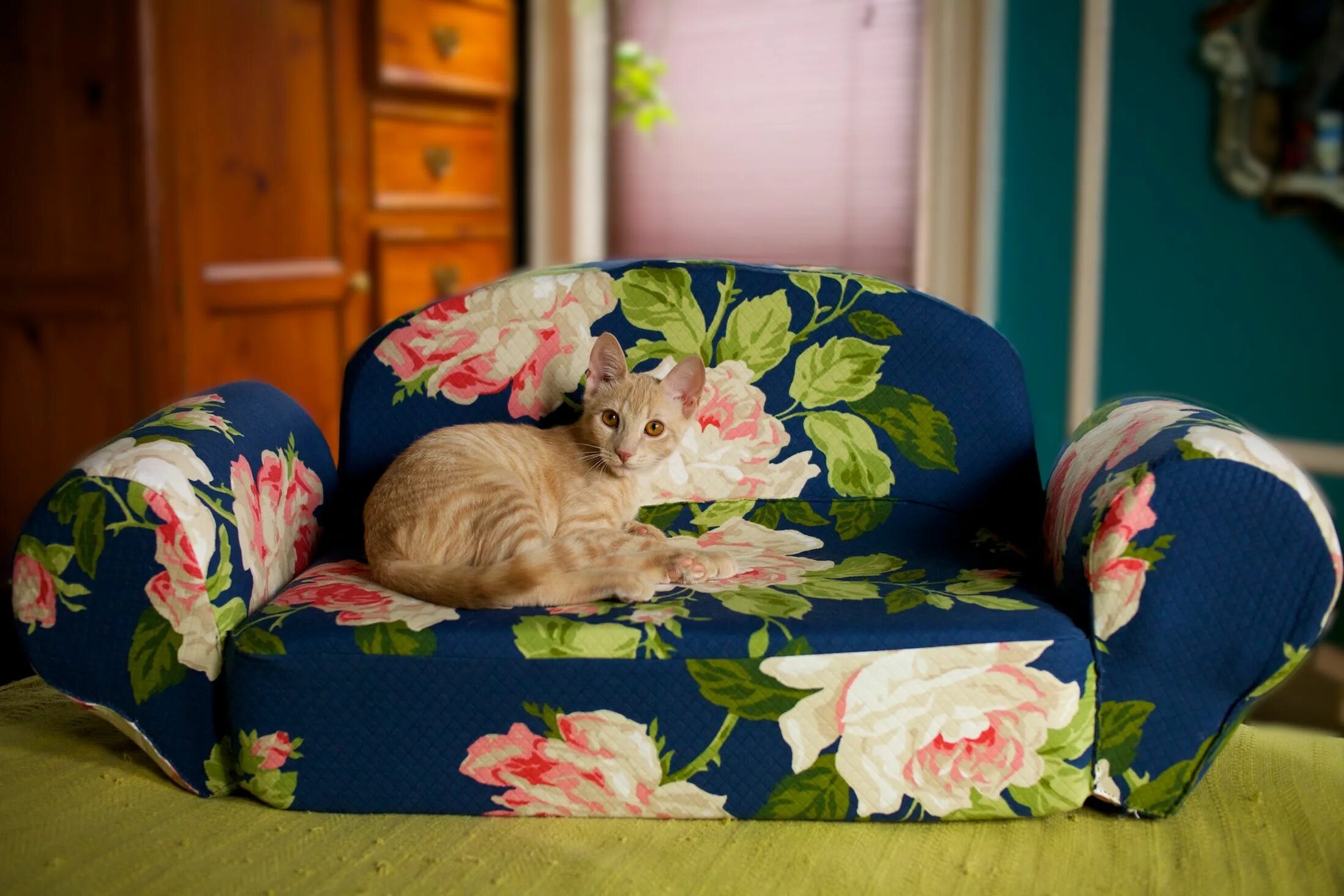 Кошка софа. Cat Sofa расцветки. Кошка софа блоггер. Кошка софа ва-а-а.