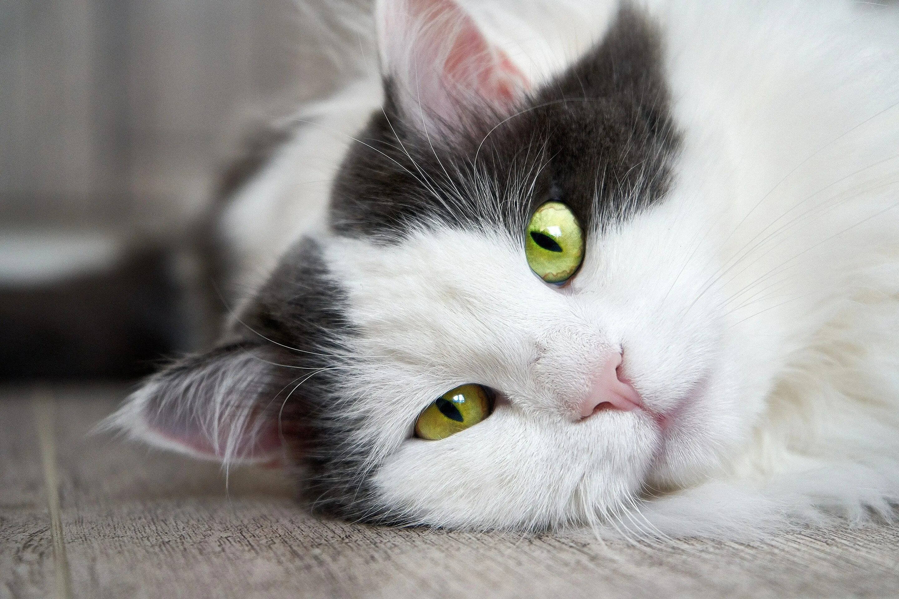 Серо белый котик. Серо белая кошка. Анатолийская кошка. Серо белая кошечка. Серая белая кошка.