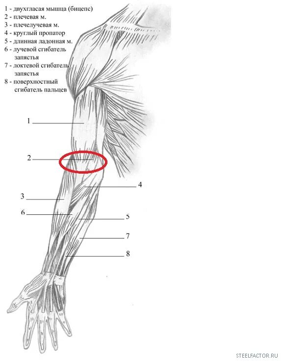Рисунок мышцы верхней конечности и плечевого пояса. Мышцы верхних конечностей рисунок. Мышцы верхней конечности схема. Мышцы верхней конечности анатомия.