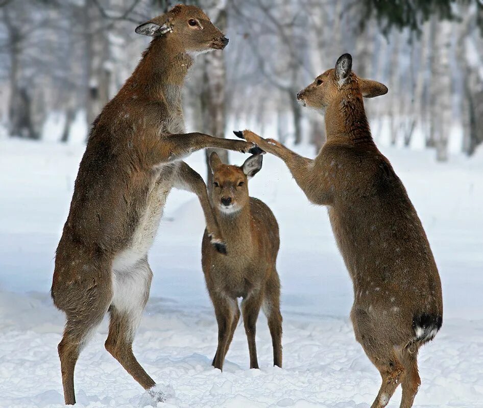 3 оленя