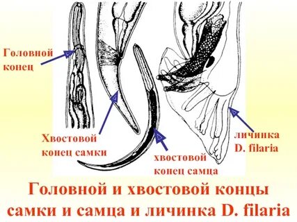 Головной конец