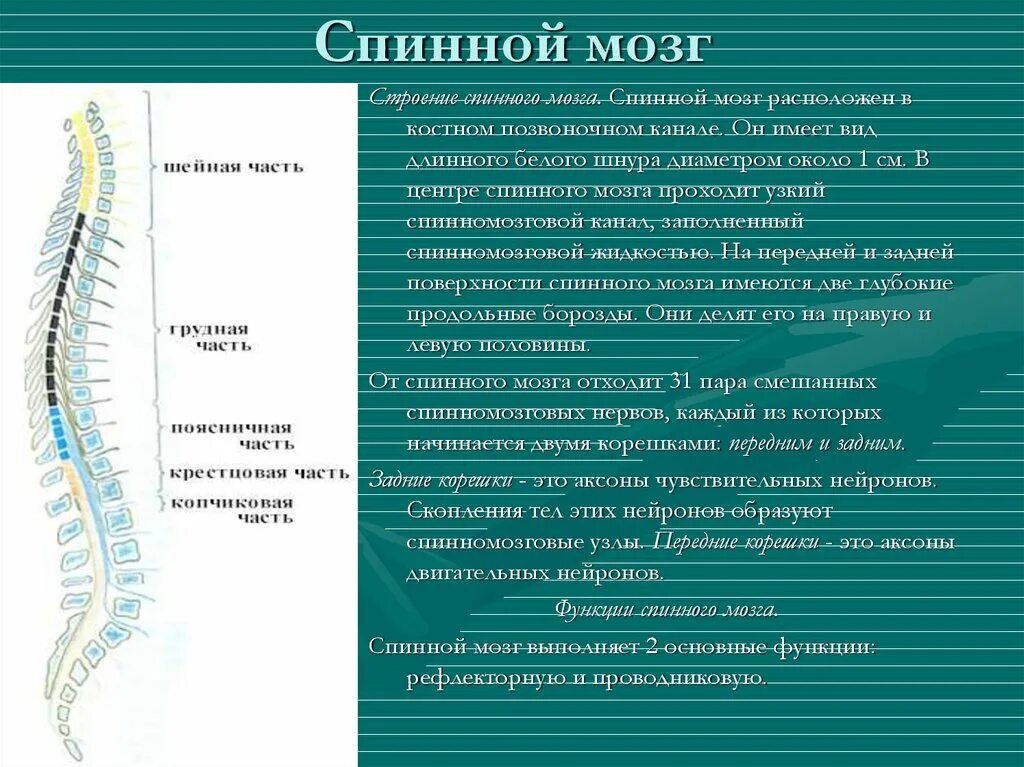 Спинной мозг строение и функции. Спинномозговые нервы анатомия строение. 2 Спинномозговой нерв. Функции органов нервной системы спинной мозг. Головной и спинной строение и функции