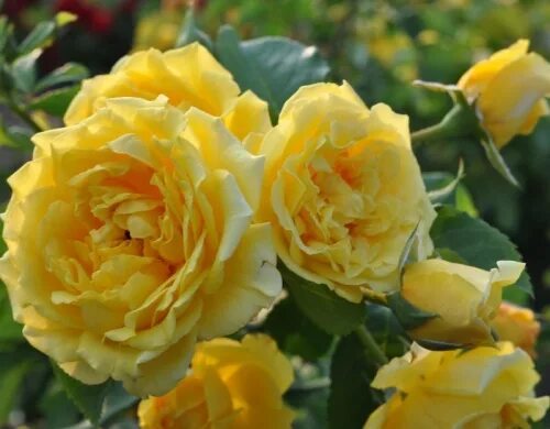 Gémissements Publicité souvent golden gate climbing rose Tuer prof distance