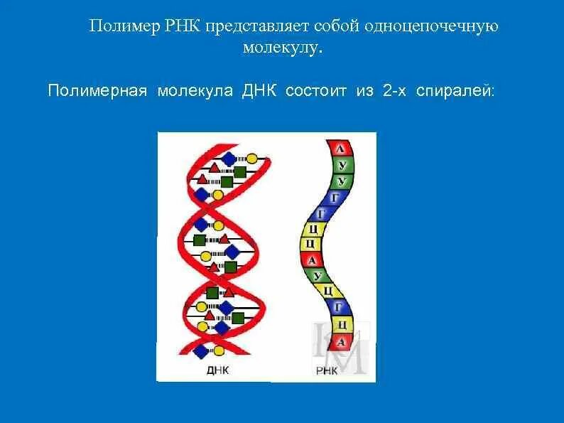 РНК полимер. РНК представляет собой. Одноцепочечная молекула ДНК.