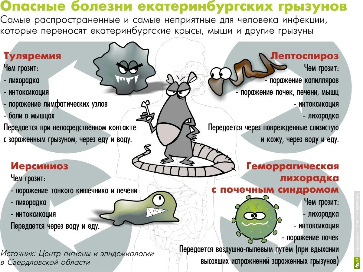 Какие заболевания животных наиболее опасны. Крысы переносчики инфекции. Какие заболевания переносят мыши. Болезни переносимые мышами опасные для человека. Инфекция передающаяся от грызунов.