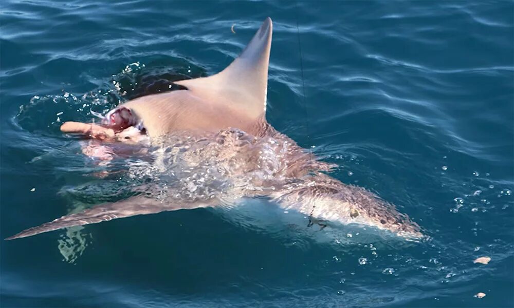 Нападение акулы в море. Акулы Средиземного моря. Акулы в Баренцевом море. Большая белая акула. Средиземноморская акула.