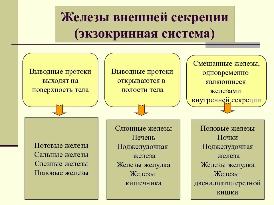 Тип секреции 1 внешняя 2 внутренняя. Железы внешней внутренней и смешанной секреции. железы внешней секреции это в биологии 8 класс. железы внешней секреции экзокринные. функции желез внешней секреции кратко.
