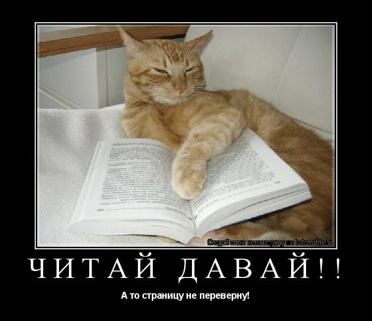 Все равно не дам пока не дочитаю. Кот ученый. Кот листает книгу. Кот вальяжно лежит. Кот лежит на книгах.