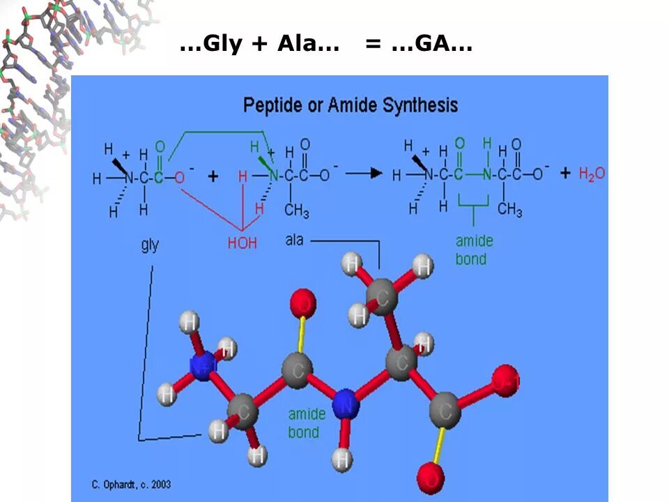 Ала ала ала восточная. Gly-Ala;. Пептид Ala. Gly Gly. Gly формула.