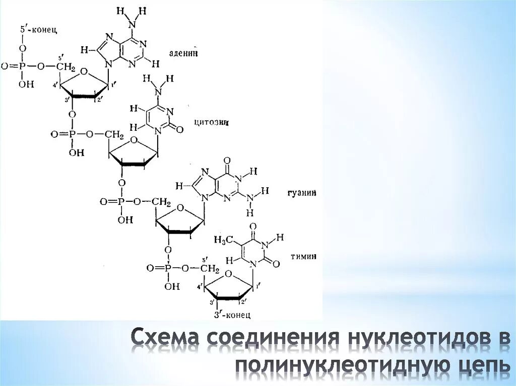 Короткие цепи днк. Соединение нуклеотидов в полинуклеотидную цепь. Схема соединения нуклеотидов в полинуклеотидную цепь. Схема строения первичной структуры РНК. Схема строения нуклеотида ДНК.