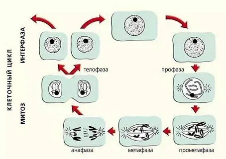 Образование соматических клеток в митозе