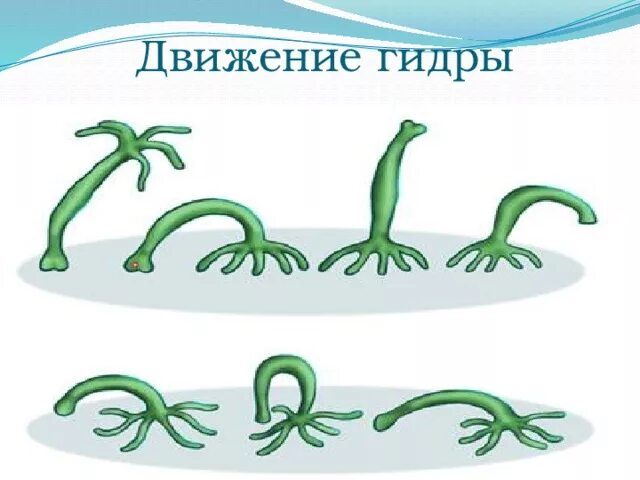 Передвижение кишечнополостных. Движение гидры пресноводной. гидра кишечнополостные движение. передвижение гидры пресноводной. гидра биология передвижение.