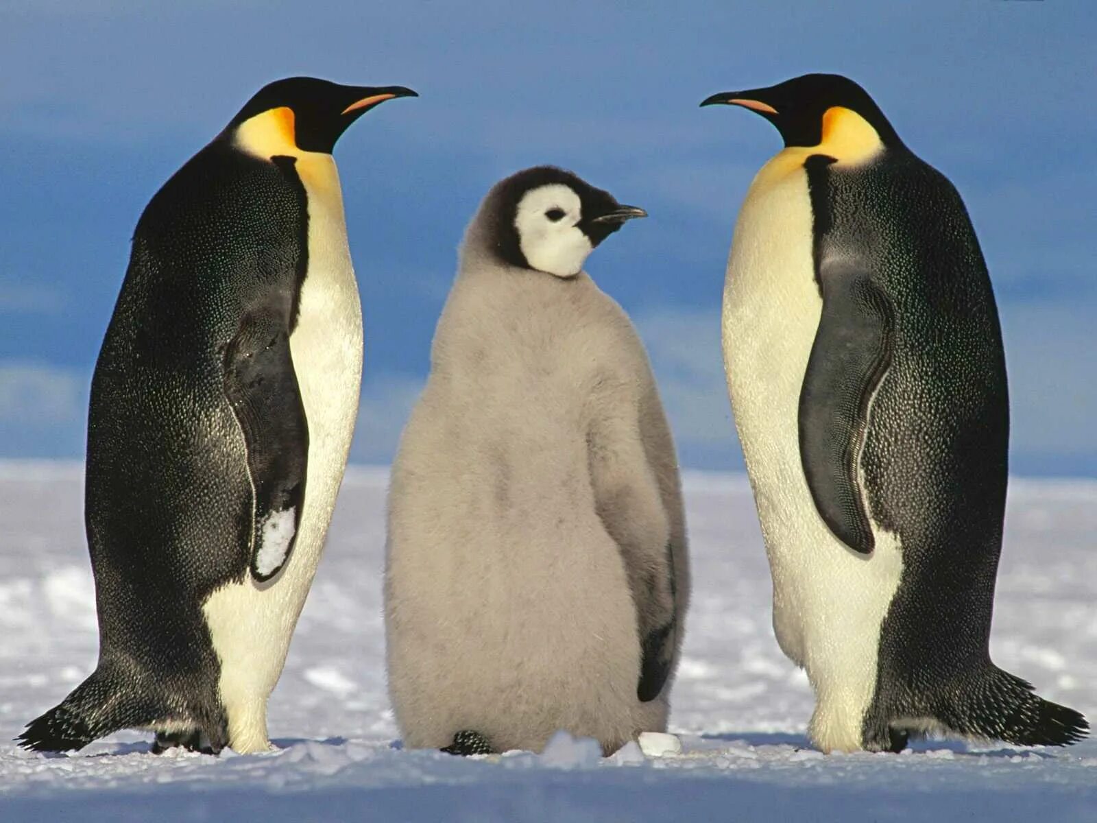 Императорский Пингвин и Королевский Пингвин. Императорский Пингвин в Антарктиде. Императорский Пингвин птица фото. Королевский Пингвин в Антарктиде.