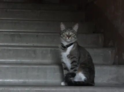 Видео стоящего кота