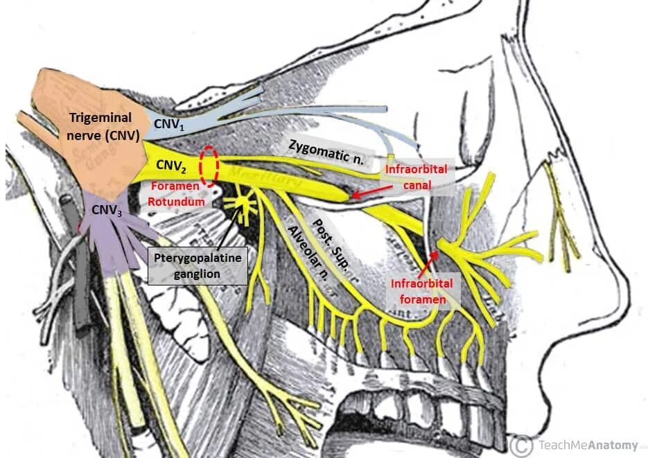 Иннервация тройничного нерва. Nervus infraorbitalis. Ветви нижнечелюстного нерва анатомия. Верхнечелюстной нерв тройничного нерва.