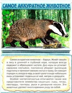 Барсук аккуратный и чистоплотный зверь определить