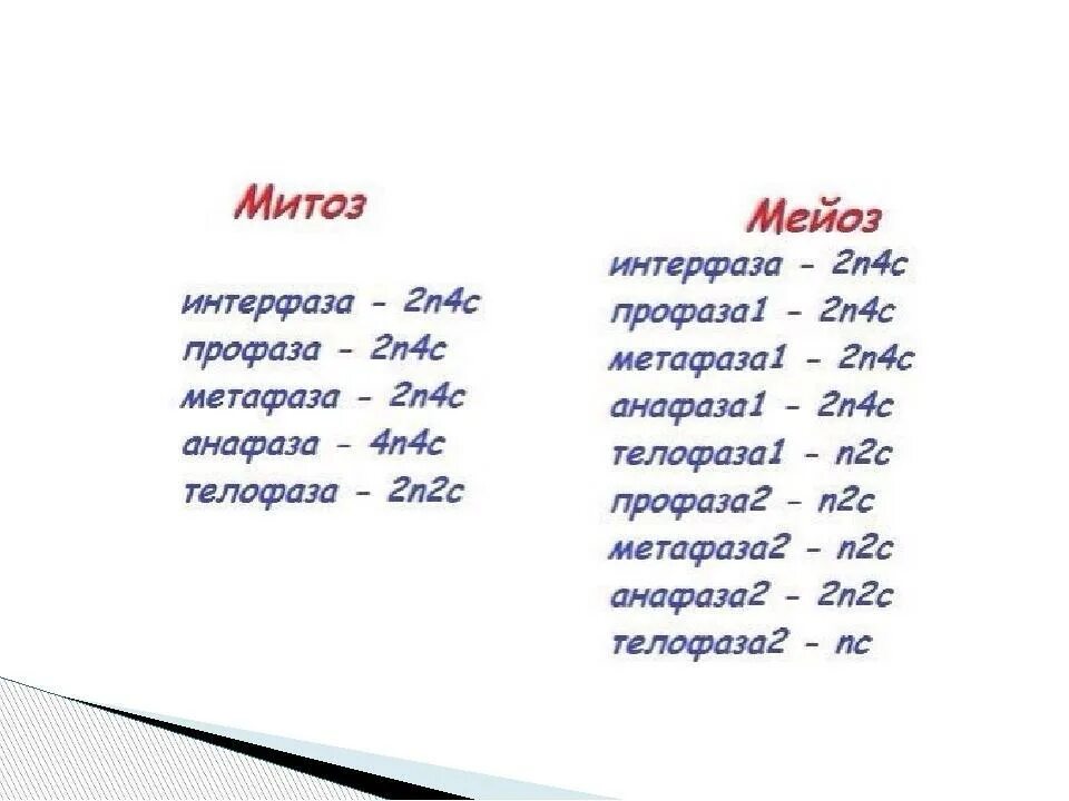 Набор хромосом и днк клетки 2n2c. Мейоз фазы таблица набор хромосом. Мейоз 2 фазы набор хромосом. Набор хромосом в мейозе таблица. Наборы хромосом в митозе и мейозе.