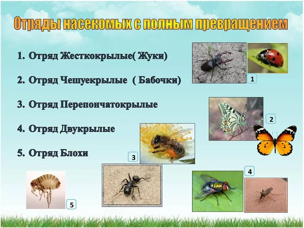 Метаморфоз это превращение. Развитие с полным превращением отряд насекомых. Отряды с полным и неполным превращением. Развитие с полным превращением представители. Отряды насекомых с полным и неполным превращением.