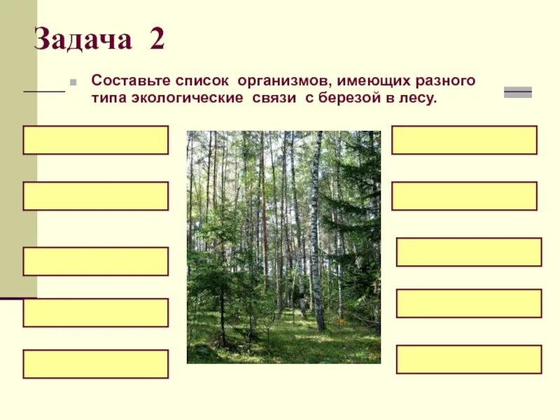 Береза экологическая группа. Экологические связи леса. Экологические связи с березой. Экологические связи берёзового леса. Составьте списки организмов.